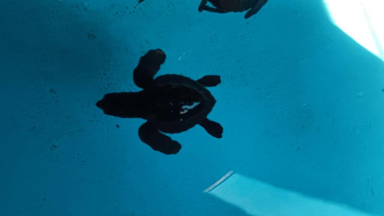 The Beach Bungalows & Turtle Sanctuary Pemuteran Екстериор снимка