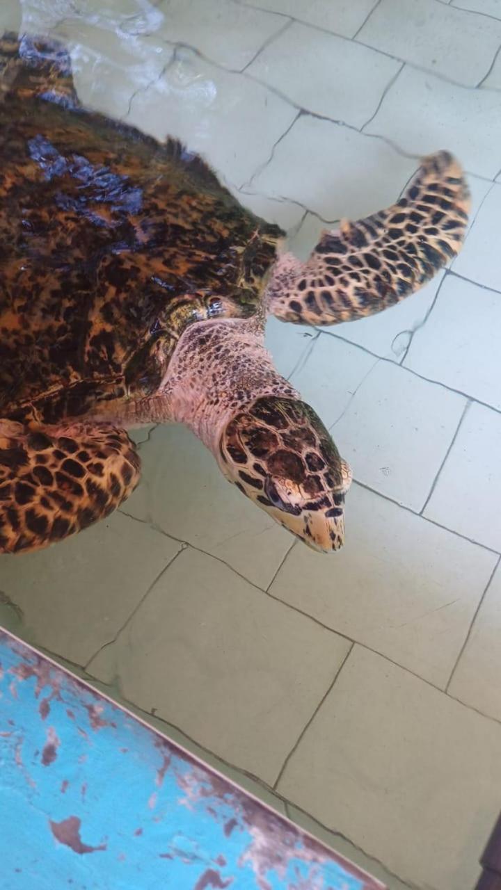 The Beach Bungalows & Turtle Sanctuary Pemuteran Екстериор снимка
