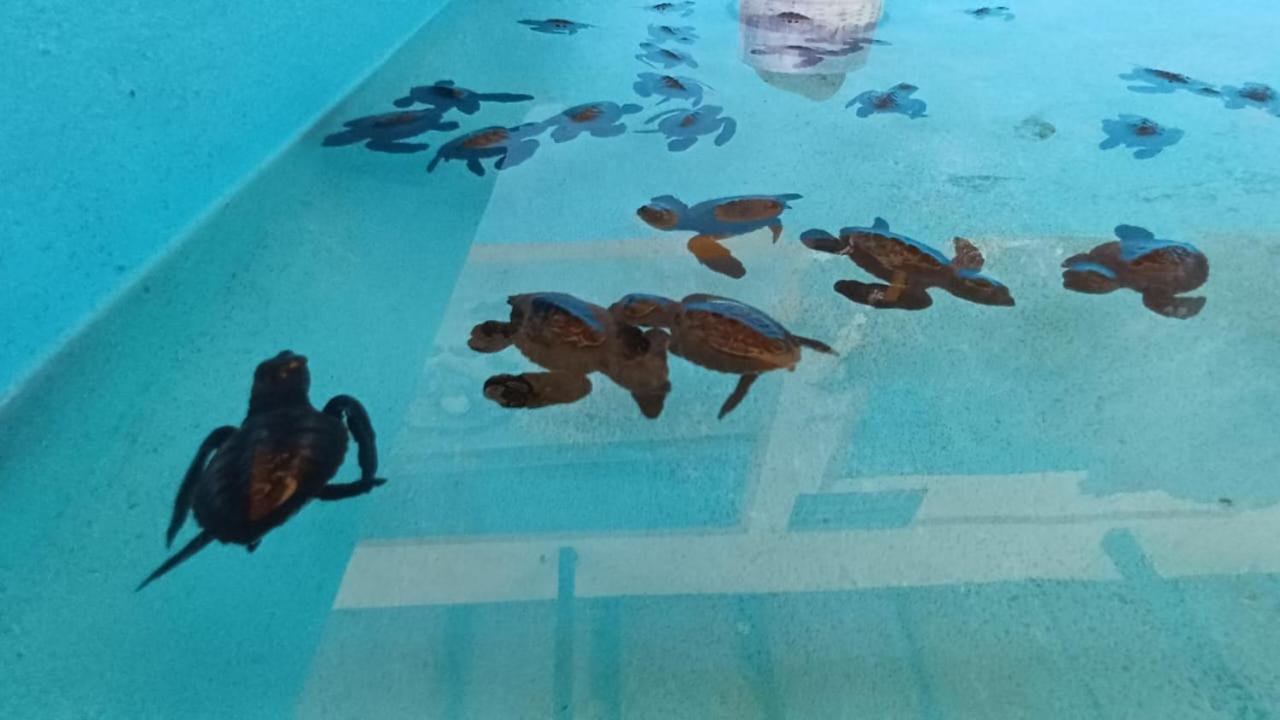 The Beach Bungalows & Turtle Sanctuary Pemuteran Екстериор снимка