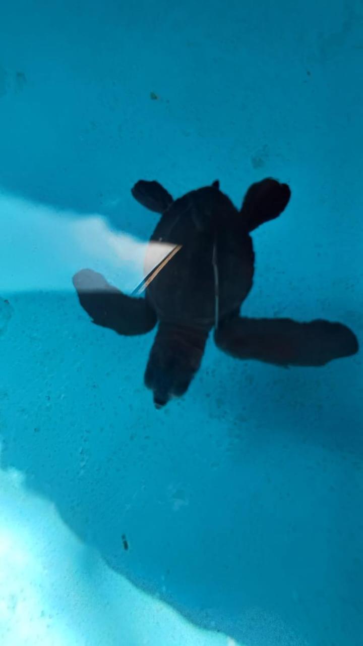 The Beach Bungalows & Turtle Sanctuary Pemuteran Екстериор снимка
