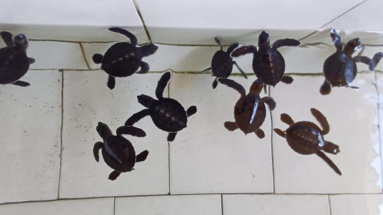 The Beach Bungalows & Turtle Sanctuary Pemuteran Екстериор снимка