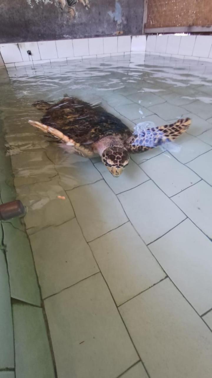 The Beach Bungalows & Turtle Sanctuary Pemuteran Екстериор снимка