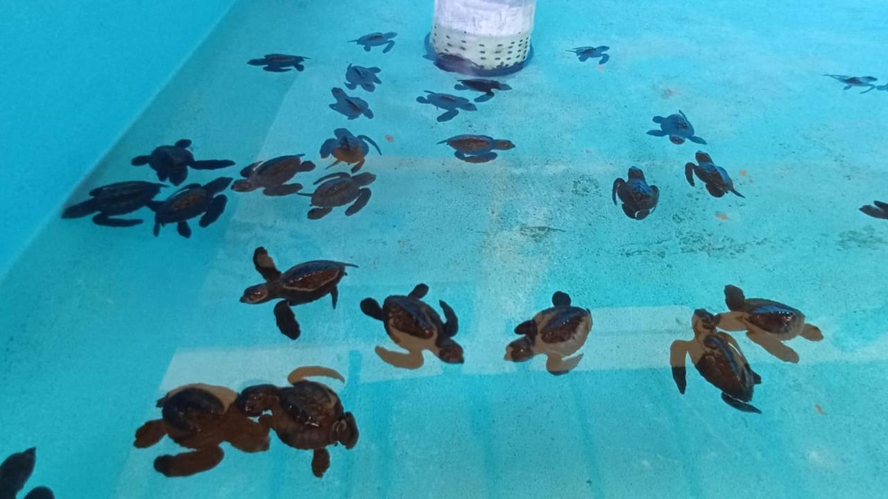 The Beach Bungalows & Turtle Sanctuary Pemuteran Екстериор снимка